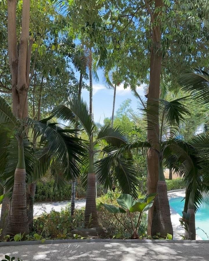 🌴