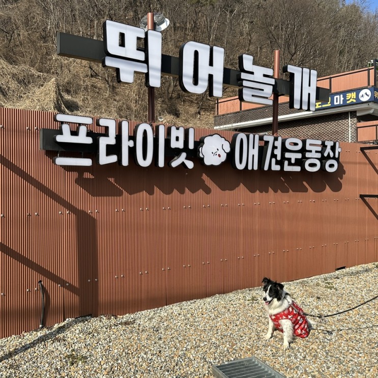[양평] 120평 규모의 프라이빗 양평애견운동장 ‘뛰어놀개’ 방문후기 🐶❤️‍🔥 (feat. 보더콜리와 말티즈)