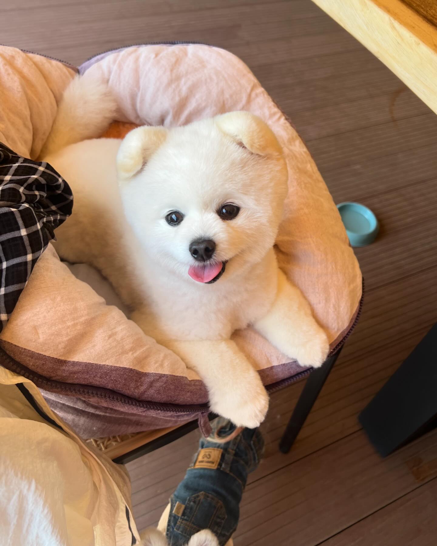사람의 #인연 이란 참 신기하죠?
.
2년전 제주도한달살기 갔을때 제주도에 계신 보듬이를 이뻐하시던 이모를 만났었는데...
.
이모가 결혼하고 인천으로 오셔서 오늘 보듬이를 만나러 와주셨어요 
.
세상에!! 이젠 이모뿐 아니라 보듬이를 이뻐해주시는 삼촌까지 함께 🫶
.
덕분에 보듬씨는 간식도 많이 먹고 이쁨도 많이 받고
.
세상 행복한 시간을 가졌어요 
.
blue_2hj  이모 삼촌 감사합니다 💗
.
맛있는 호두과자👍 너무 잘먹었어요 
.
우리 금방 또 만나용 
.
아참 우리 이몽 생일 축하축하 왕축하👏👏
.
.
.
.
.
.
#귀여운강아지 #귀접힌포메 #lovelydog