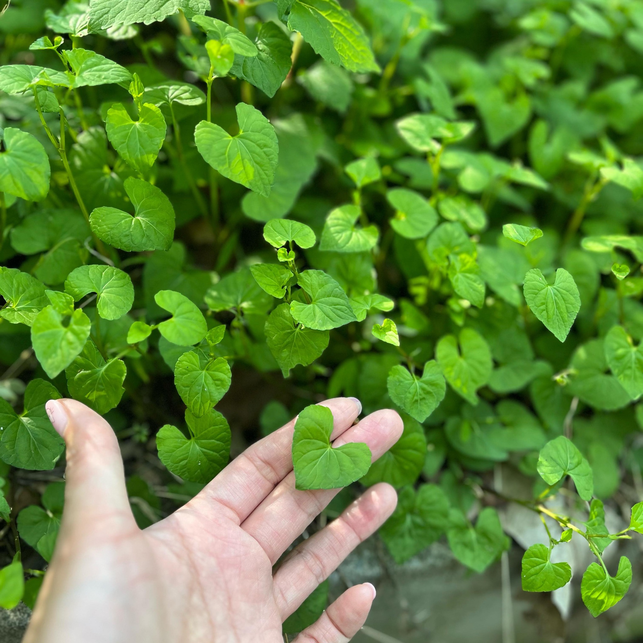 💚
#등산 하기 넘 좋은 요즘.
초록초록 진짜 이쁘다,☘️🌿
날벌레?날파리 넘 많아서 귓구멍에 들어갈까봐 걱정인거 빼고 😂🤣

#주1~2회 #산타기 #운동 #신린이 #등산스타그램 #등산일기