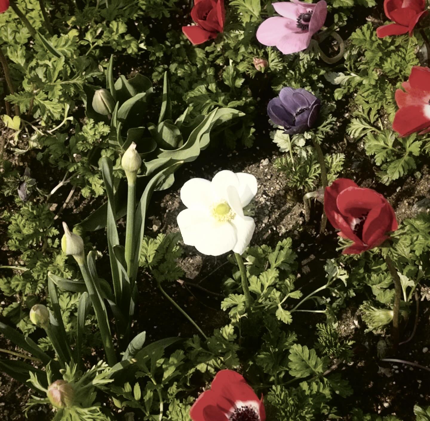 낡고 깨진 공중전화부스가 아니라, 닳고 더러운 보도블록 틈새에 핀 잡초가 아니라, 부옇고 붉은 밤하늘이나 머나먼 곳의 십자가가 아니라, 너를 바라보다 죽고 싶었다. 너는 알까? 내가 말하지 않았으니 모를까? 네가 모른다면 나는 너무 서럽다. 죽음보다 서럽다. 너를 보지 못하고 너를 생각하다 나는 죽었다. 너는 좀 더 일찍 왔어야 했다. 내가 본 마지막 세상은 너여야 했다. 

[구의 증명 中]