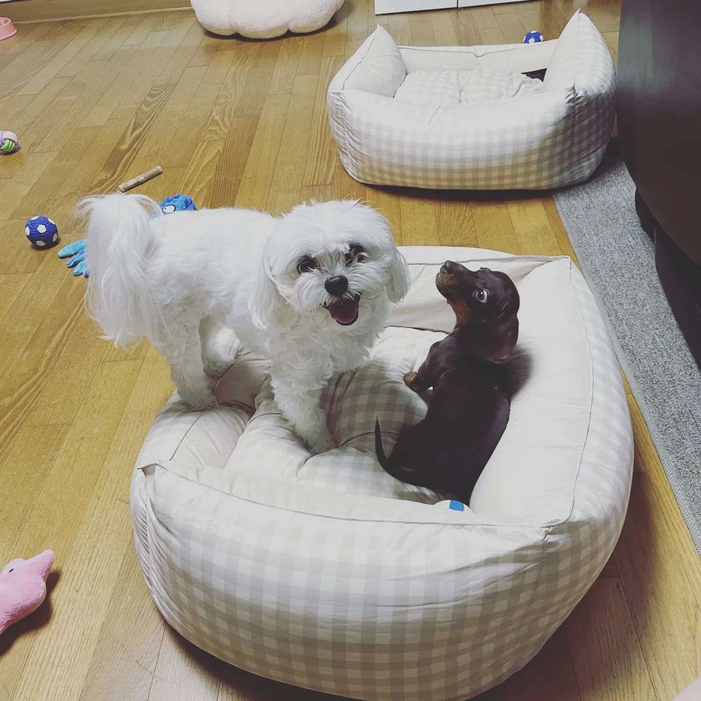 콘텐츠
