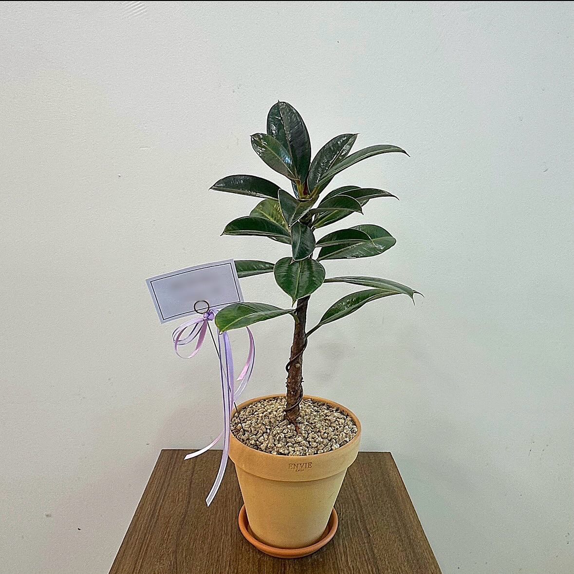 _
개축을 축하드립니다.

평촌시 어린이집으로 보내드렸어요:)

#꽃사세요꽃식물 

🌱안양로 314번길 14, 꽃사세요, 꽃
🌱문의 Tel, 010 2575 5254