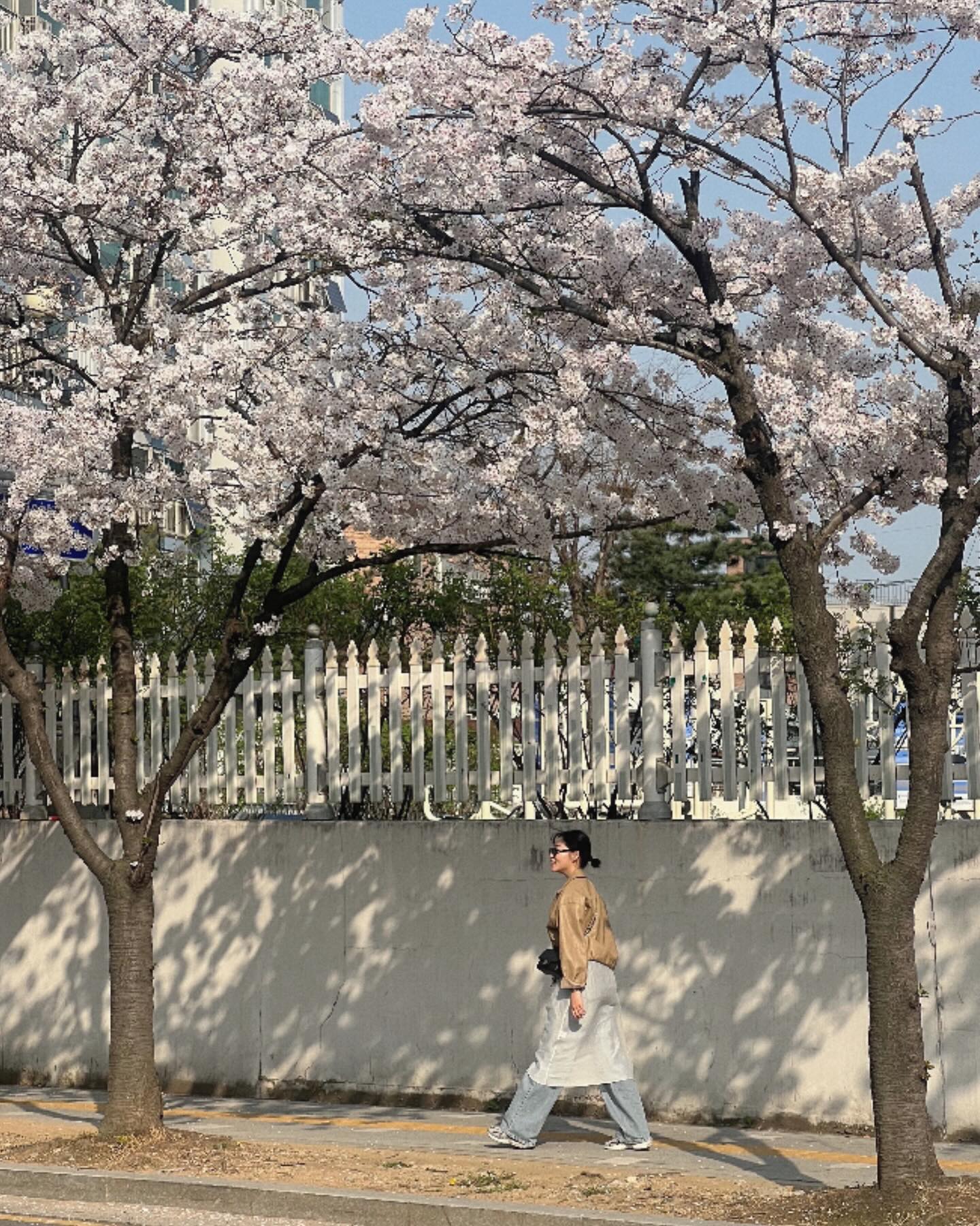 내가 제일 사랑하는 사람들과 보내는 벚꽃데이🌸🌸