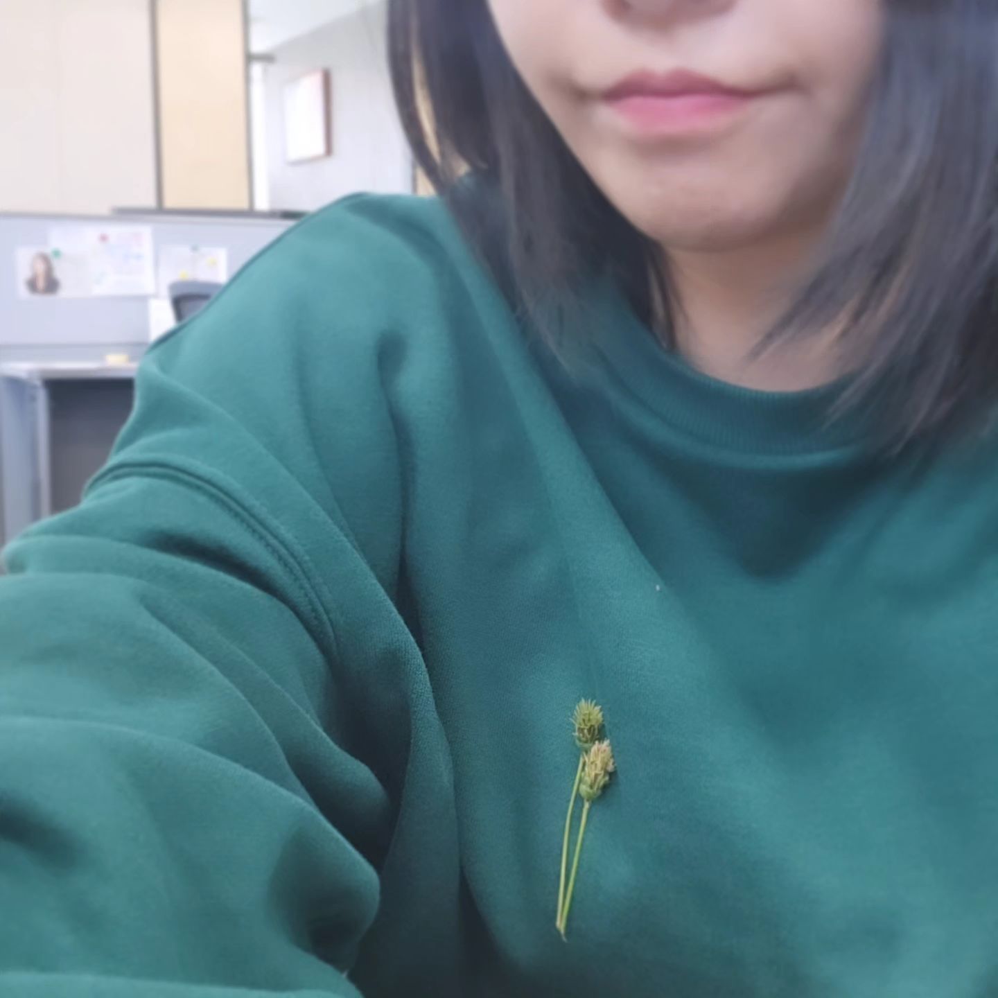도깨비풀 뜯어다가
얹어놨어 패션삐쁠~