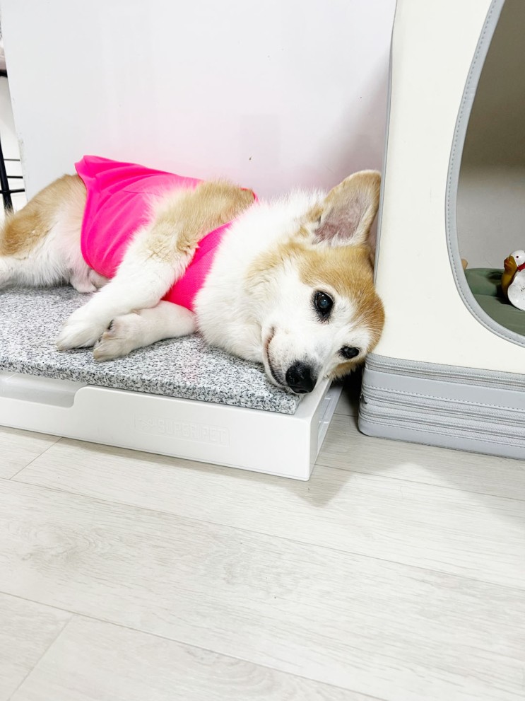 강아지 쿨매트 폭염 필수템 아이스 대리석 슈퍼펫쿨매트
