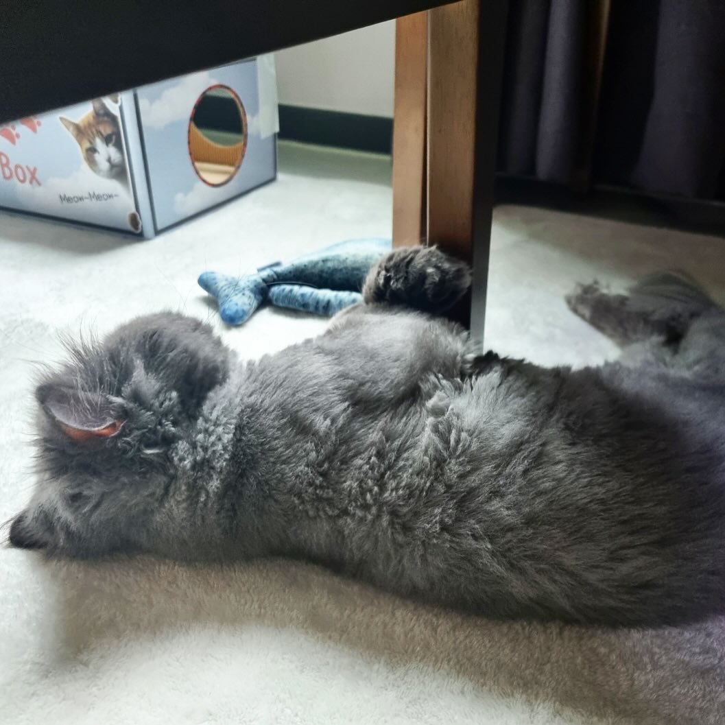 콘텐츠