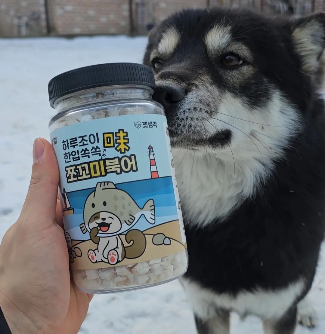 #협찬

오늘은 반달이 샛별이를 위한
펫생각 thinkpets_ 에서
하루조이 한입속쏙 동결건조 간식
쪼꼬미북어를 제공받았어요!!🖐

🏷하루조이 한입속쏙 쪼꼬미북어의 특징으로는
✅️합성 첨가물 없이 100% 명태살 함유!
✅️무력 900알의 넉넉한 용량!!
✅️영양소 손실을 최소화한 진공 동결걸조!!
✅️한입에 쏙 들어가는 0.5cm의 크기!

우리 반달이 샛별이 없어서 못먹쥬...?!🙀
아주 잘 먹고 먹을때 사각사각 소리 나는거 넘 좋네요 ㅋㅋ
사람은 물론 우리 냥이도 같이 먹을 수 있는
동결건조 공법으로 만든 고단백 저지방의
하루조이 한입쏙쏙 쪼꼬미 트릿!!
한번 참고해 봤으면 해용!!!

#강아지간식 #펫생각 #강아지간식추천 #강아지저칼로리간식 #노즈워크트릿 #훈련용보상간식 #보상간식 #100%원물트릿 #동결건조 #휴먼그레이드 #닭트릿 #닭가슴살트릿 #명태트릿 #북어트릿