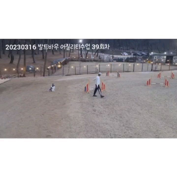 발트바우어질리티수업 39회차

지호쌤이 높은곳까지 올라 촬영해 주셨는데
인스타선생은 여전히 1분만 고집한다🔥
우리애는 1분안에 클리어 못 한다고요
(아빠가 그만큼 뛰다 폐 터져요)

#플립어려운데어찌알아가네 #우리애가이제터치존에서멈추는거확실히이해했다 #아빠더빨리달려힘내 #발트바우어질리티클럽