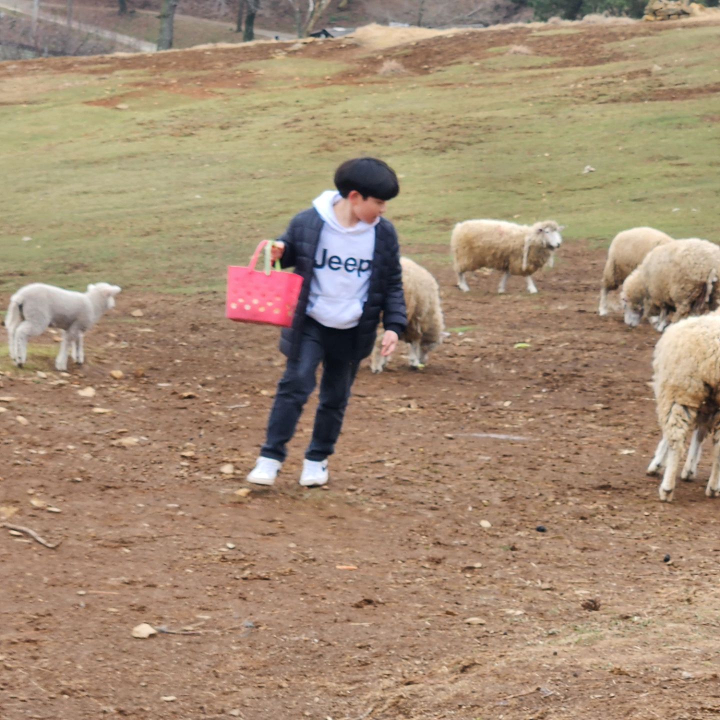 남해 양떼목장 🐏🐑
양들한테 먹이준다고 아주 자신있게 말했던 6살 꼬맹이
양이 다가오니까 무섭다구 울고 소리 지르고 ;;;
덕분에 업고 다녔다는;;; 근데 실제로 가까이서 보니
살짝 무섭긴 했음ㅋㅋㅋ반면 아들은 신나게 즐기고 ~
깡통열차 저게 뭐 재미가 있나 했는데 애들이 엄청 좋아함
주먹만한 동백꽃은 진짜 크고 이쁘고 신기했다 🤩
토끼 말 양 강아지 기니피그 동물 구경 먹이주기 실컷 하구 옴
아이들과 한번쯤 가볼만한곳!! 또 가고싶다 ㅎ
.
.
.
#남해여행 #양떼목장
#남해가볼만한곳
#남해양떼목장
#남해양모리학교 
#가족여행 
#남해핫플