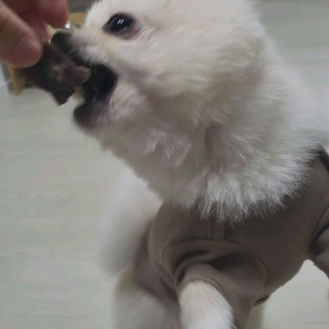 김영서 on Instagram: "#광고 오늘은 우리 발라리의 간식을 책임질 오리목뼈를 가지고 왔음 . 일단 국내산 천연 재료를 만들어서 완전 안심하고 먹을 수 있고 피부혈관, 독서배출 피부건강의 장