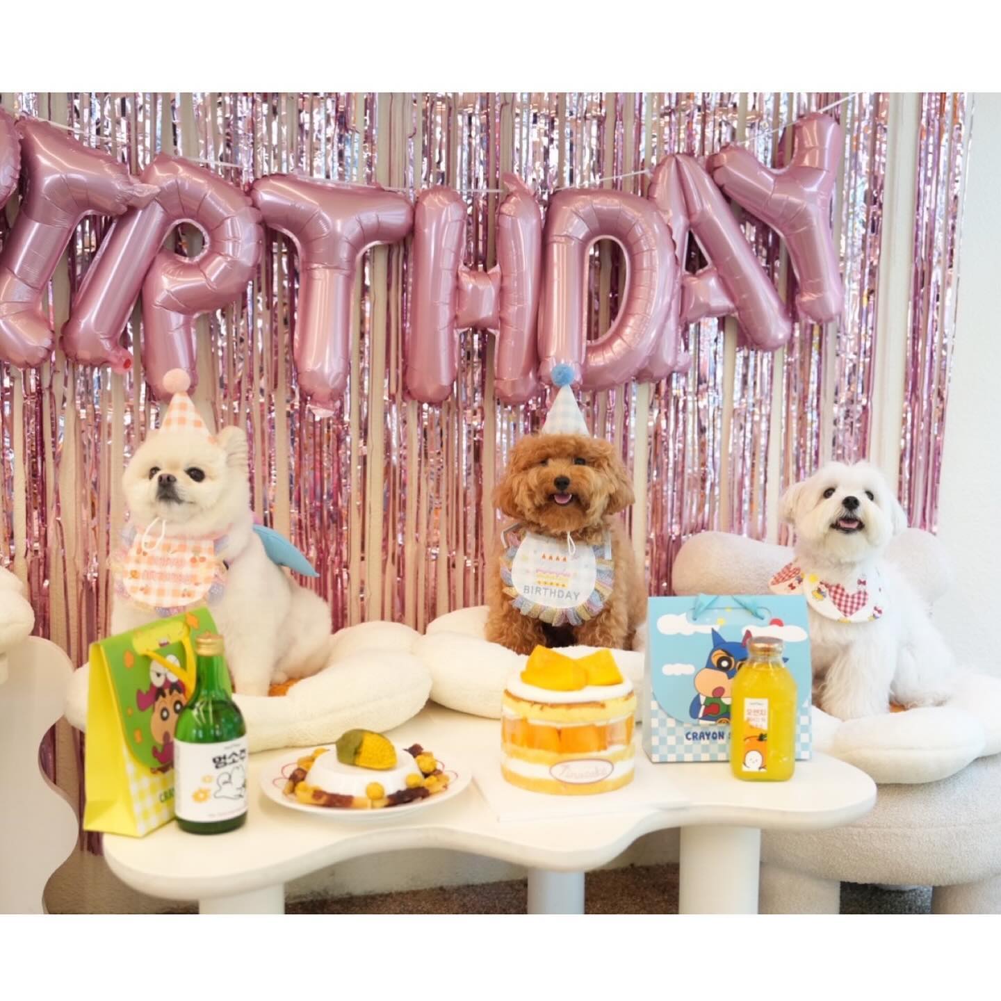 초이🐻‍❄️🩷우디🐻🤎구름🐻‍❄️🩵
8월에 태어난 초이랑 우디🎂🍰🧁
아가쨩들 건강만 하자 행복하즈❤️‍🔥