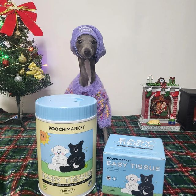 루이🐶 on Instagram: "#제품협찬 @pooch.market
오늘은 루이모찌가 매일 사용하는 쓱싹쏙 물티슈를 소개하려구해요~ღ'ᴗ'ღ
매일 눈꼽 달고 사는 김루이, 눈꼽 떼는건 얼마나 싫어하는지~🤦🏻‍♀️
하지만 푸치마켓 이지 티슈로 쓱쓱 닦아주니 너무 편한거 있죠🫶🏻
사람 피부보다 얇은 강아지 피부를 위해 중성 7.5pH 농도에 맞춘 물티슈라 걱정없이 사용할 수 있어요😘
루이모찌가 이지티슈의 쓰고 느낀 장점은

🎅🏻매일 샤워한 것 같은 산뜻함
🦌사람도 댕댕이에게도 기분 좋은 천연라벤더향
🎄피부 민감한 김루이에게 맞는 친환경 반려동물 전용 물티슈
🎁편하게 쓱 뽑아쓰고 싹 닦고 변기에 바로 쏙 버릴 수 있는 편리함
🎂 사람보다 ⅓ 얇은 댕댕이 피부를 위한 중성 7.5pH 전용 물티슈

처음 이지티슈 받고 너무너무 커서 깜짝놀랐지모에요˵ˊᯅˋ˵
매일 써도 이거 언제 다 쓰나싶어요!!
휴대형 이지티슈도 줘서 캠핑가거나 애카 갈 때 항상 챙겨다니고있어용☺
댕댕이 물티슈 고민하는 친구들 있다면 
푸치마켓 이지티슈 추천함니다!!(งᐛ)ว (งᐖ )ว
이지티슈구매는 요기서!!
https://www.poochmarket.co.kr/product/detail.html?product_no=29

#푸치마켓 #이지티슈 #강아지티슈 #고양이티슈 #반려동물소독티슈 #쓱싹쏙티슈 #강아지산책티슈 #강아지청결티슈"