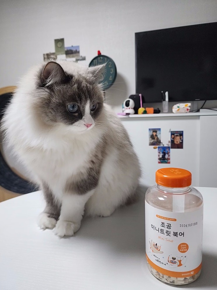 [입맛 까다로운 고양이 간식 2탄] 조공 미니트릿 북어 후기 (내돈내산)