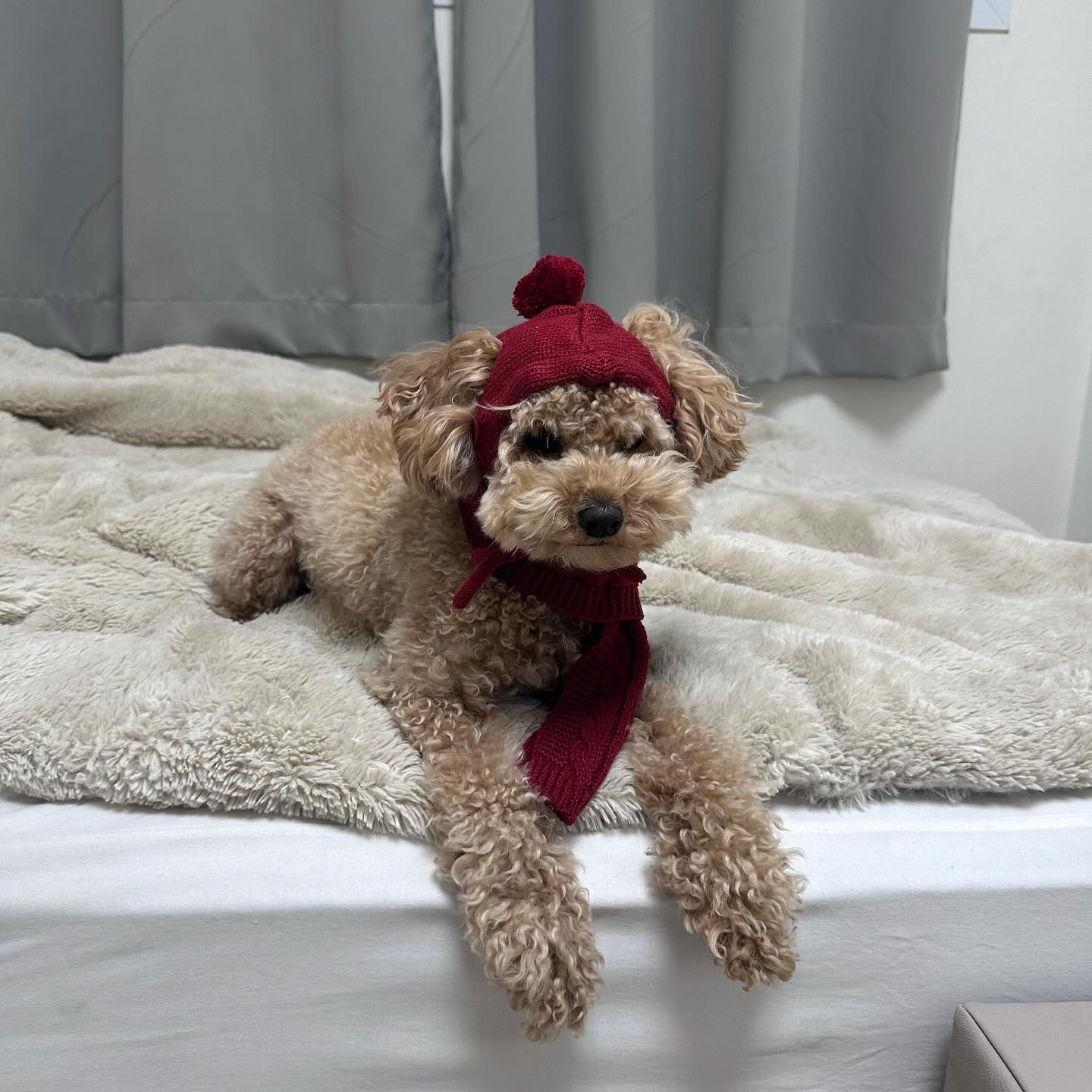 🎄 크리스마스 꼬질이 #댕댕이 ,, 윤슬 미용하러가자 🫶🏽