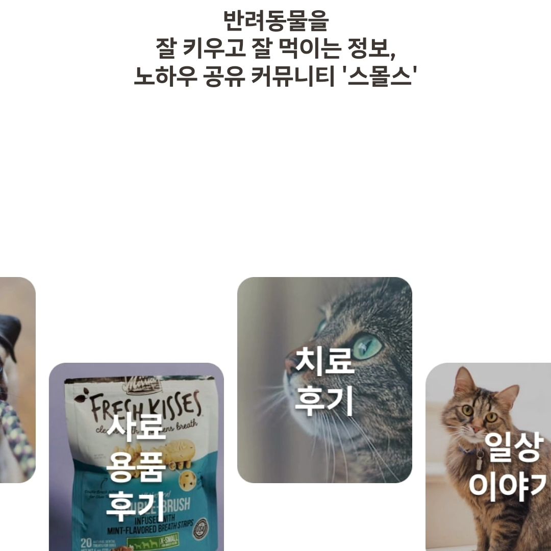 #반려동물 건강정보 커뮤니티 #스몰스 어플 소개해드려요!

연동해서 로그인할수있어 편하게 이용하기 좋아요~

✔️모모점집
우리아이 신년운세, 오늘의 운세를 알아보세요.

✔️모먼트
순간을 영상으로 남겨 공유해보세요.

✔️랭킹
반려동물 보호자들의 진짜 리뷰와 평점을 기준으로
반려동물 영양제, 사료, 간식 랭킹을 확인할 수 있어요.

다양한 이벤트도 진행중이니 참여해보세요~!❤

📢출석체크이벤트
추첨통해서 총 3천 스몰포인트와 동물병원 지원비 지급

📢모모한테물어보살
궁금한 2024운세 물어보면 동물병원 의료지원비 지급

📢숏폼영상컨테스트
스몰스 모먼트에 2분 이하의 반려동물 영상올리면  지급