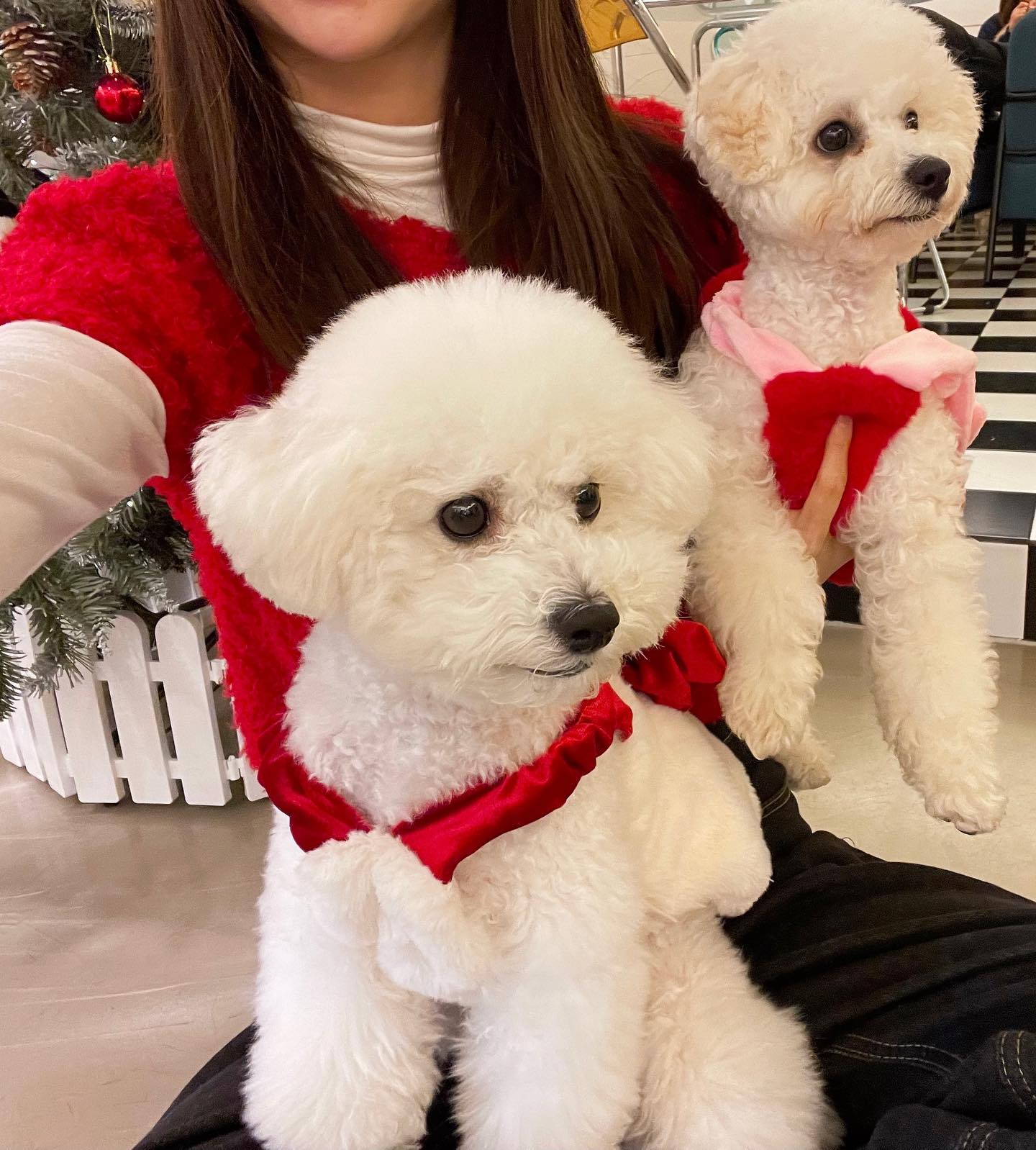 안녕하세요 이모 삼촌들 메리 크리스마스예요❤ 
(구) 사탕이 (현) 보리 입양에 대해 말씀드리겠습니다! 
보리를 입양을 원하시는 디엠이 정말 많이 와있어요!! 
대충 봐도 백개 넘는 입양 문의가 있더라고요 
보리 예뻐해 주시고 관심 가져 주셔서 정말로 감사합니다🙇🏻‍♀️ 
보리가 여기저기 좋은 집 골라갈 수 있을 거 같은 마음에 정말 기뻐요🥰 그렇지만 보리는 이제 막 예방접종을 맞은 상태며  중성화도 시키고 내년 2-3월쯤 천천히 입양을 보낼 생각입니다. 단호하게 말씀드리면 저는 보리를 정말로 아끼고 사랑하지만 사정상 보리를 키울 수 없습니다 .
또 제 피드를 눈여겨 봐주신 분들이라면 아시겠지만 
(추후에 글을 올리겠지만) 저 말고도 보리를 아끼고 같이 봐주시고 예뻐해 주시는 이모들이 정말 많아요 그분들과 함께 상의해서 보리의 입양절차는 그 누구보다 까다롭게 또 유난스럽게 보낼 예정이에요! 
당장 디엠을 보내셔도 하나하나 답장드리기 어려운 점 양해 부탁드릴게요 🙇🏻‍♀️
보리의 입양 관련된 건 피드에 내년에 다시 올려드리겠습니다!! 보리 관련된 일도 진행 중에 있으며 나중에 결과가 나오면 그 또한 피드에 올려드리도록 하겠습니다 
그전까진 예쁜 보리가 잘 지내고 있는 영상과 사진은 제 스토리로 많이 올려드릴게요!!! 
그럼 모두행복한 연말 보내시고 복 많이 받으세요 ❤💜

#사탕이이야기 #보리이야기 #유기견 #사지말고입양하세요