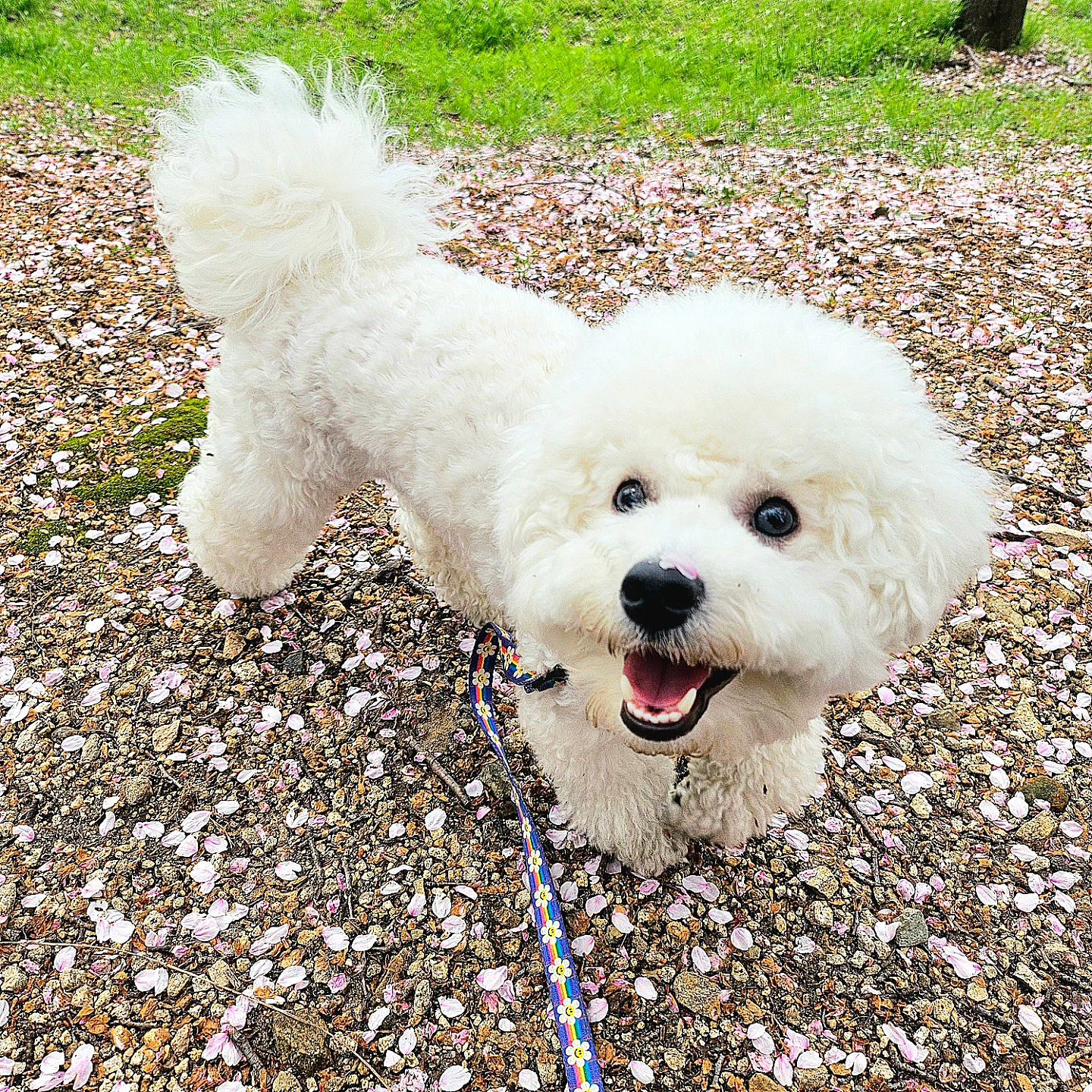 오랜만에 찐빵이랑 꽃놀이🌸

집근처 산책할때랑은 확실히 표정부터 다르네😃
온 몸에 벚꽃 뭍히고 좋댄다ㅋㅋㅋ
덕분에 같이 세 시간 운동..ㅎㅎ

씻고 말리고 빗겨주니
내침대에서.. 꿀잠..🌜

#벚꽃놀이 #비숑산책 #멍스타그램