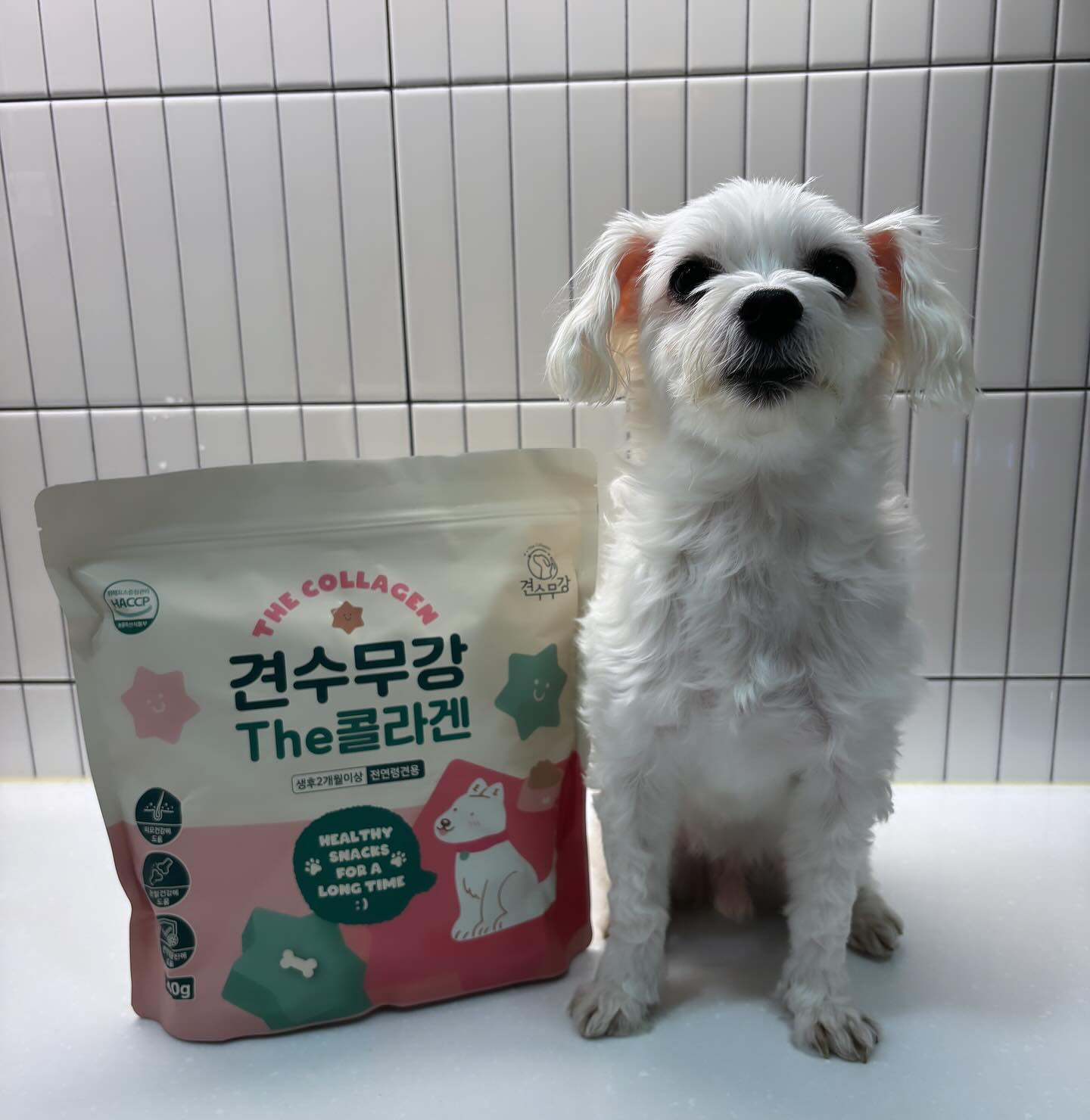 🎁업체로부터 제공받은 제품입니다🎁
친구들의 4대 고질병‼️
슬개골탈구 / 관절염 / 피부병 / 면역질환
한방에 예방할 수 있는 영양제를 선물 받았어!🤎
🍗휴먼 그레이드 원료로 제조된 간식형 영양 트릿!
🍗GMO, 색소, 조류, 소금, 향미제, 그레인, 글루텐 프리 제품으로 안심하고 급여!
🍗알러지 걱정 없는 저알러지성 가수분해 트릿!
🍗어린 강아지부터 노견까지 모두 섭취하기 좋은 건강 트릿!
🍗기능성과 기호도를 모두 잡은 반려견이 가장 좋아하는 트릿!
🍗ISO22000, ISO14001, HACCP 인증 국내 제조사 생산!
나이드니까 챙겨야할게 이것 저것 많더라🥹
사람도 콜라겐이 무지 좋다는데 댕댕이한테도 콜라겐이 좋을줄이야! 나이들수록 챙겨야하는 필수 품목 같아!
그리고 나는 이제 이빨이 약해져서 딱딱한 은식은 먹지 못해😖
근데 이건 말랑하고 너무 맛있단 말이야😝
건강도 챙기고 맛있는 간식도 챙기고 1석 2조야🙌
영양제 알아보고 있는 친구들이면 한번 검색해봥😎
#아모스팜 #강아지영양제 #애견간식 #강아지가수분해간식 #강아지간식 #강아지영양간식 #반려견간식 #애견영양제 #반려견영양제