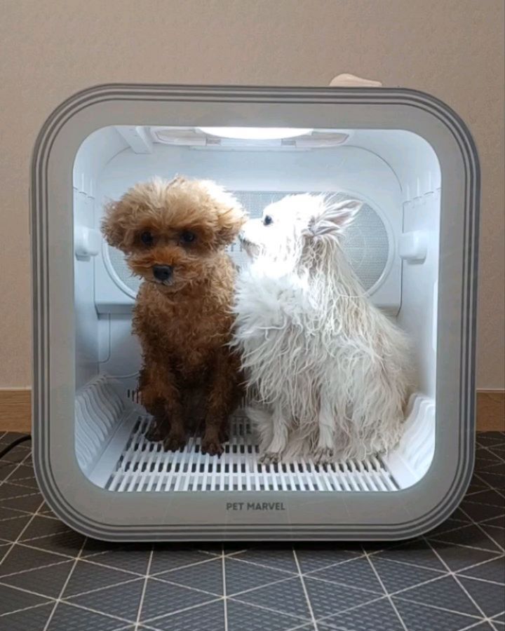 #협찬 디클펫 강아지드라이룸 펫마블
🛀🏻 쿤(화이트 포메라니안 3.3kg)
🛀 코코(갈색 푸들 3.9kg)

강아지 두마리를 반려하면서 씻고 말리고 청소하고🤣
이 루틴이 익숙해야 하지만 체력적으로 소모가 많아서
도통 익숙해지질 않아 펫드라이룸을 써보기로 했어요!

더군다나 일반 드라이기는 소음도 크고 뜨거운 바람으로
쿤이랑 코코가 드라이하는 걸 별로 좋아하지 않는데요.
이번에 디클펫 드라이룸을 사용해보니까 강아지들이
적응을 잘 하는 건 물론 집사의 삶의 질이 달라지더라고요.👍🏻

✔ 구석구석 360도 순환바람
✔ 대용량 듀얼송풍 15분 건조
✔ 자동전원 차단 & 9중 안전장치
✔ 정밀한 스마트 인버터 온도조절
✔ 스트레스 없는 40dB 저소음 설계
✔ 62L 내부공간 & 접족 방지 디자인
✔ 1700rpm 고속회전 & 공기순환

프리미엄 기능 외에도 편리한 터치스크린과 강화유리 도어,
오픈형 상단도어,1mm 초미세 필터를 적용했어요.
사용법도 간편하고 직관적이라 초보분들도 바로 쓸 수 있다죠.

저는 주로 고속케어 4단풍속으로 30분간 빠르게 케어한답니다.
단모종은 10분컷도 가능할 것 같아요. 푸들은 20분컷이고
장모종 이중모인 포메라니안은 30분간 말려주고 있어요!🥰

dicle_pet
#디클펫 #강아지드라이룸 #강아지펫드라이룸 #펫드라이룸 #애견드라이룸 #펫드라이기 #애견드라이기 #고양이 #강아지 #펫용품 #강아지용품 #푸들 #포메라니안 #반려동물용품 #인스타펫