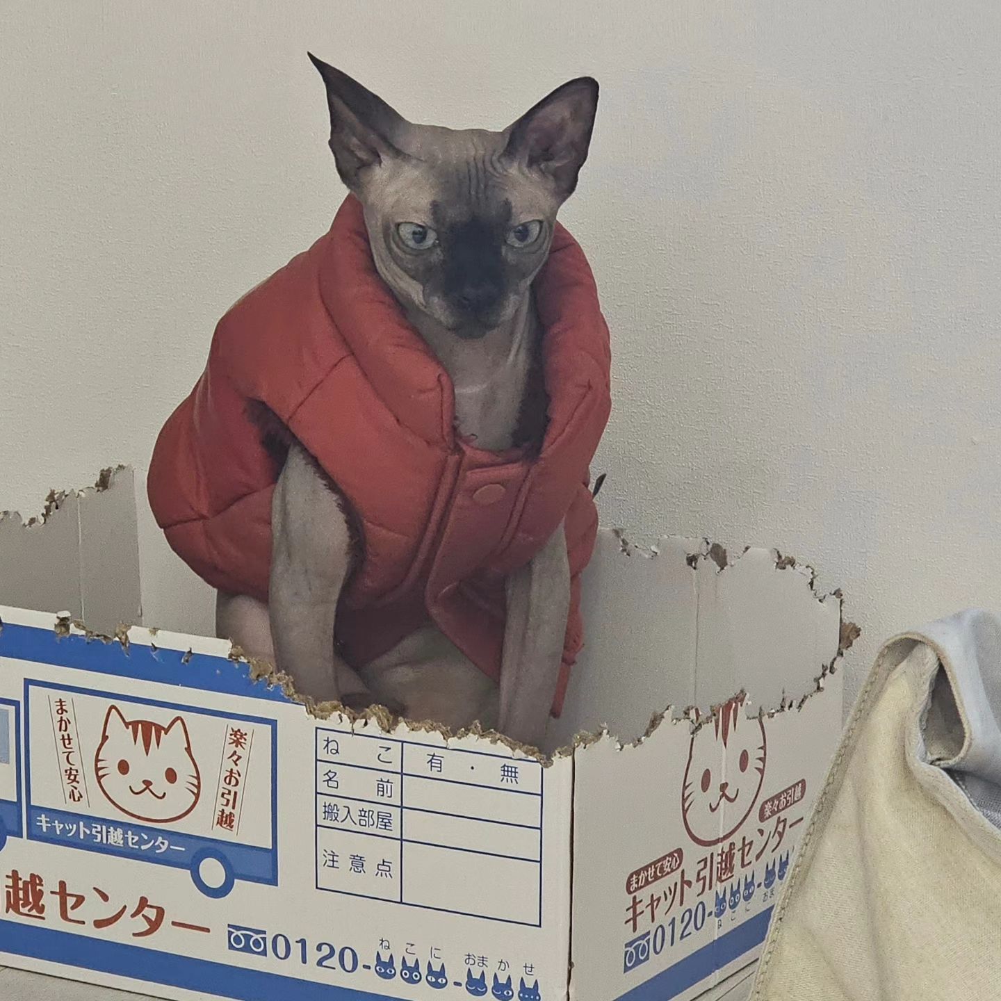 왼쪽 눈 또 눈물 뚝뚝
내일 병원가서 약 받아와야지
추워서 허피스 또 도지는 듯

패딩조끼는 낮에는 벗기고 밤에는 입히고해야지
안그러면 등에 땀띠나서 난리남

wooz_fam 

#cat#냥스타그램#スフィンクス猫#sphynxcat#스핑크스고양이#반려묘#狮身人面像猫#고양이#폼피츠#스피츠#포메라니안#패딩코디
#고양이패딩 #고양이패딩조끼 #고양이겨울나기