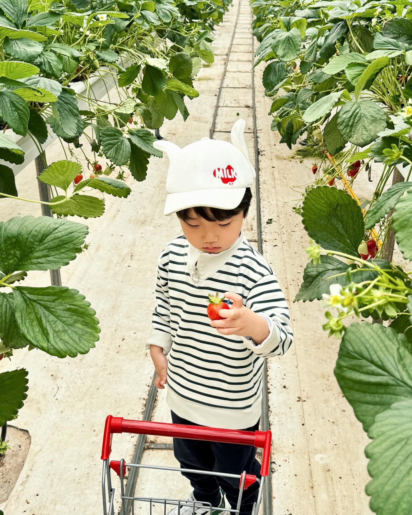 ᴊᴇᴏɴɢᴡᴏᴏ ◡̈🍓
⠀
⠀
⠀
딸기따기체험🍓
재방문한 뜰딸기농장 ◡̈
역시나 작년에 좋았던 기억그대로 사장님 너무 친절하시고, 아기자기한 체험공간, 신나게 놀 수 있는 야외 놀이터가 너무 좋은 곳!
정우가 컨디션이 너무 안좋았는데 계속 걱정해주시고 백초시럽도 주시고 아이 컨디션에 맞게 체험하라고 배려해주셔서 어찌나 감사했는지 🥹
친구만나니까 그래도 좀 기운이 나는지 딸기도 따서 먹고, 열심히 체험도 했다 ◡̈
겨울에 또 가자 🍓🍓
⠀
⠀
📍뜰농장 (딸기체험농장) doggaebi_farmer 
경기 광주시 퇴촌면 정지리 337-2
⠀
⏰4월 토,일 10시부터 2시, 1시간단위로 체험
✅ 가격: 중1-성인 25,000원
37개월-초등6 23,000원
12개월-36개월 20,000원
🏠 인당 500g한팩 (3인가족 3팩)
딸기따면서 시식가능🫶🏻
와플만들기 10,000원 , 아메리카노 3,000원
🌟딸기따기체험, 동물먹이주기 , 레일썰매, 모래놀이, 에어바운서, 야외놀이터, 미꾸라지잡기, 그림그리기 등 다양한놀이가 한가득
⠀
⠀
･ ･ ･ ･ ･ ･ ･ ･ ･ ･ ･ ･ ･ ･ ･ ･
⠀
#정우랑놀기 #뜰농장 #딸기따기체험 #아이랑가볼만한곳 #아이랑놀거리 #아이랑체험 #딸기놀장 #아이랑갈만한곳 #아이랑놀기 #딸기체험농장 
⠀
⠀
⠀