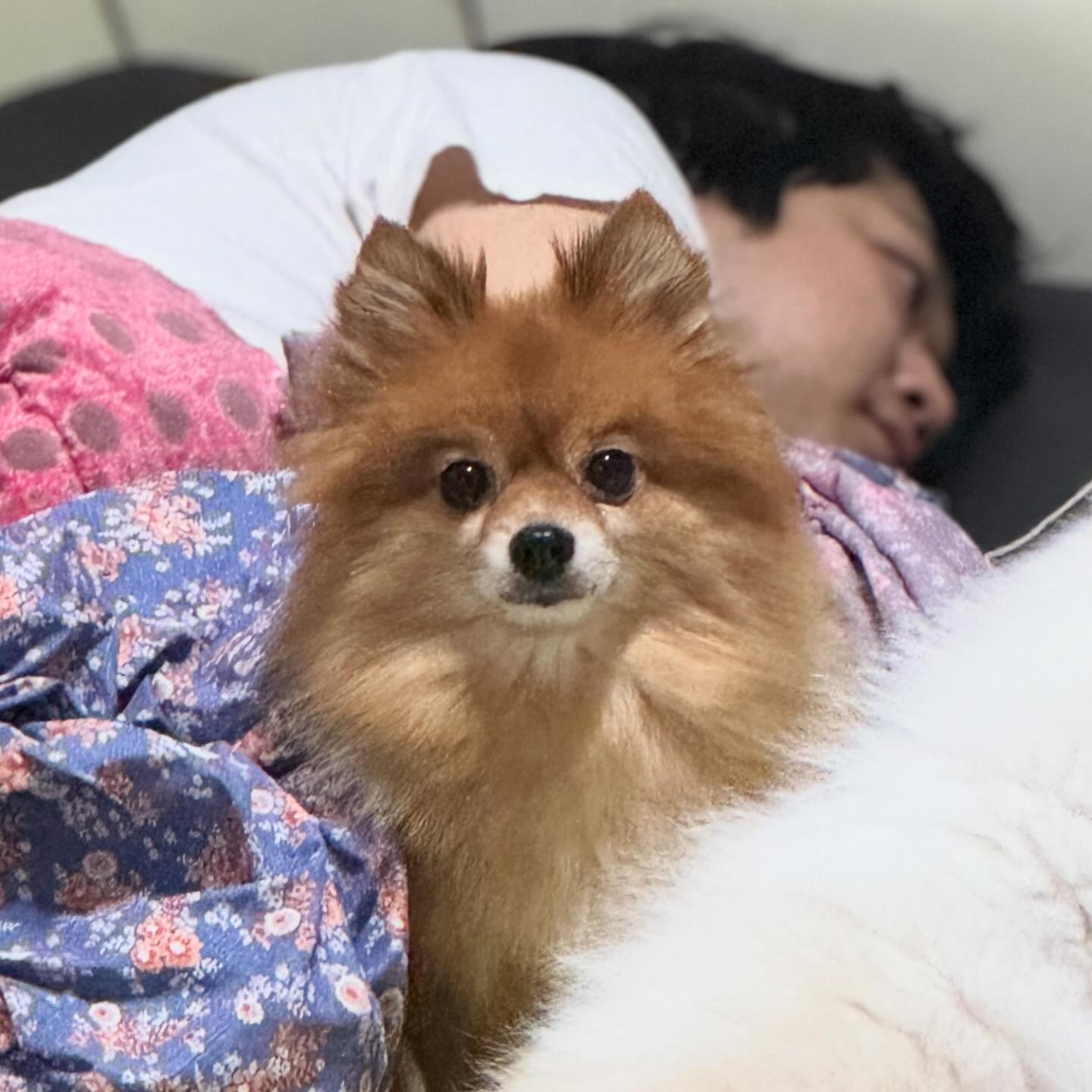 온수매트에서 일어나기 너무 싫드🥶