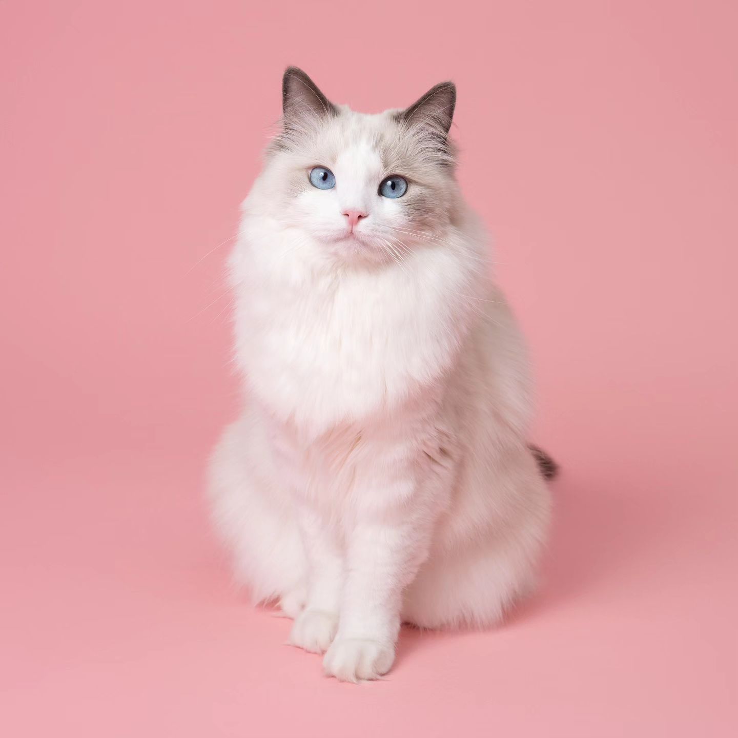 𝓇𝒾ℯ 𝒫𝓇ℴ𝒻𝒾𝓁ℯ 💕

  ourplanet.studio 에서 
역대급! 레전드! 사진을 찍어주셨답니다 !!

내새꾸 어떻게 자랑+주접글 쓸까? 
맨날 썻다지웠다 반복한건 비밀..🤫

잘 찍을 수 있을까? 
걱정했던걸 무색하게 만들정도로 모든걸 베스트샷으로 찍어주신
우리 zezestellar 집사님과 lui_universe 집사님께 영광을...❤️

레이 영접했다고 흥분하셨던 루이집사님 강렬했다규..😝
반면 조용하게 레이 빗질 시도해주셨던 제제집사님...🤭
내년에 또 만나요 ( ˃᷄˶˶̫˶˂᷅ ) 💗

아이쿠! 
이제 우리 레이 첫번째 핑꾸 레전드샷 감상하실까요 ?!
첫번째 촬영인 만큼 제일 다양한 포즈가 있답니다 !! ❤️❤️❤️

٩(๑> ₃ <)۶♥