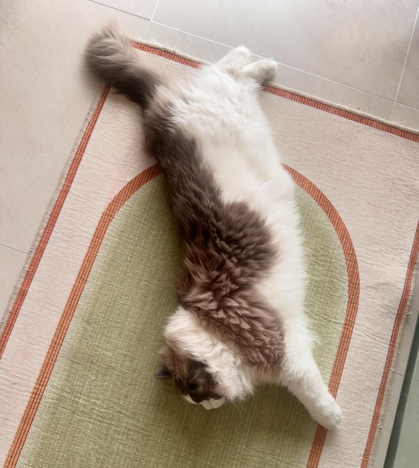 해가길어져서 낮잠시간이 배로 늘은 #몽구네가족 😴💤
#잠만보인형
