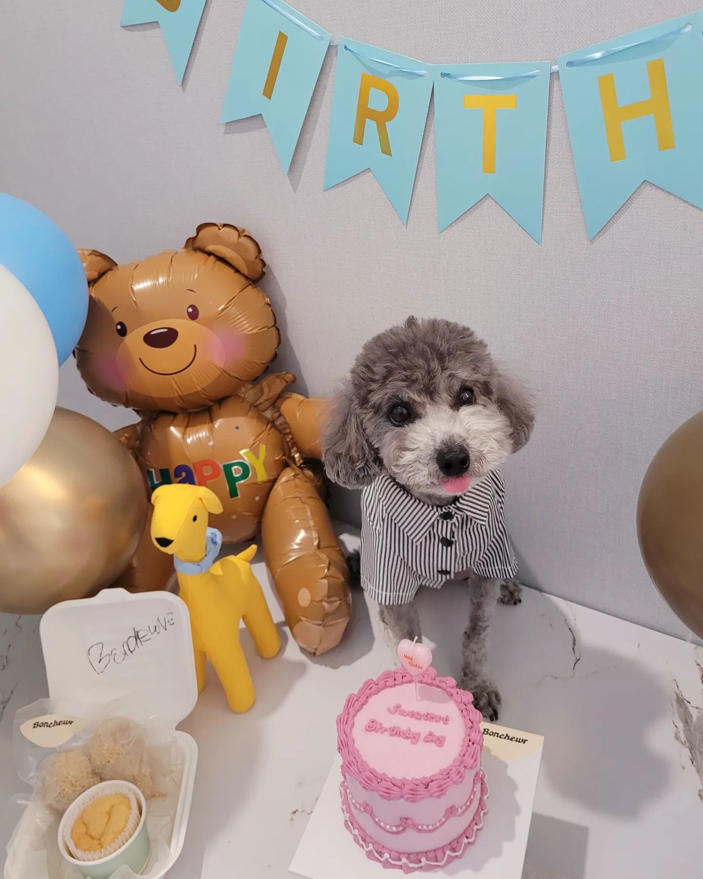 June❤️ happy birthday!🎂
.
.
.
.
.
.
.
#댕댕이 #갱얼쥐 #멍멍이 #강아지 #푸들 
#실버푸들 #실푸 #푸들스타그램 #강아지케이크 #생일 #happybirthday #puppy #귀요미 #메롱