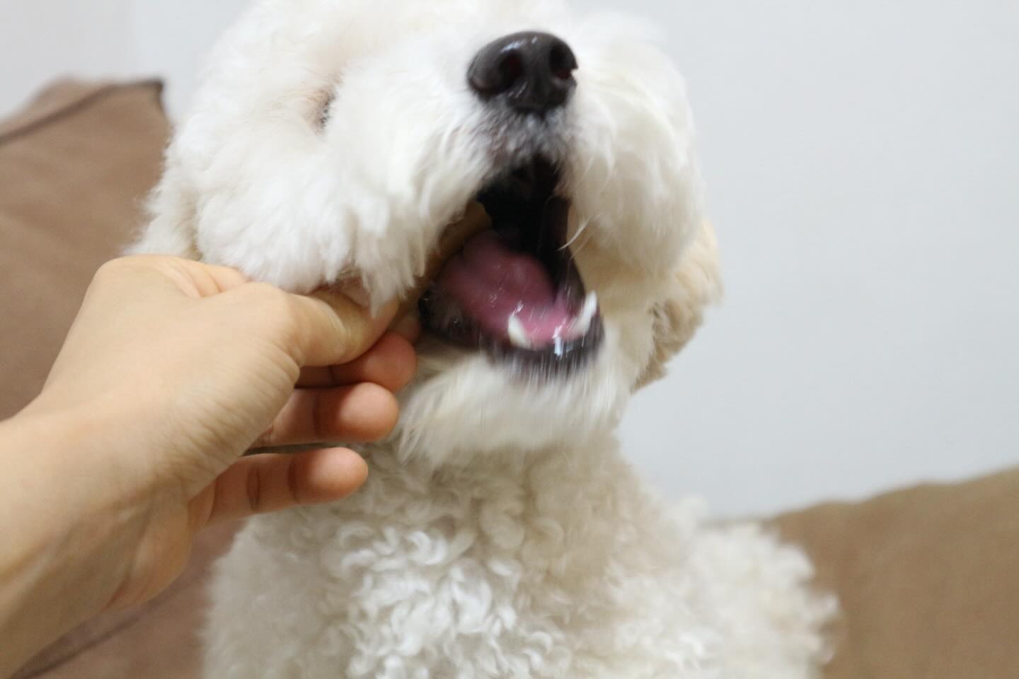 단지 생존신고
나 요즘 야무지게 먹고있다개 ❤️
칭구들 잘 지내고 있게찌
환절기인데 모두 건강하자구 🍀