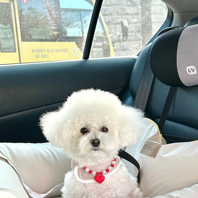 토이푸들 miro🤍 on Instagram: "🚘#협찬 이제 멀미는 제발 bye-! 미로에게 카시트가 도착했어요 :) 평소 애정하는 디팡제품인데 좋아하는 빈백이랑 같은 충전재라 그런지 적응도 곧잘 하고 편안