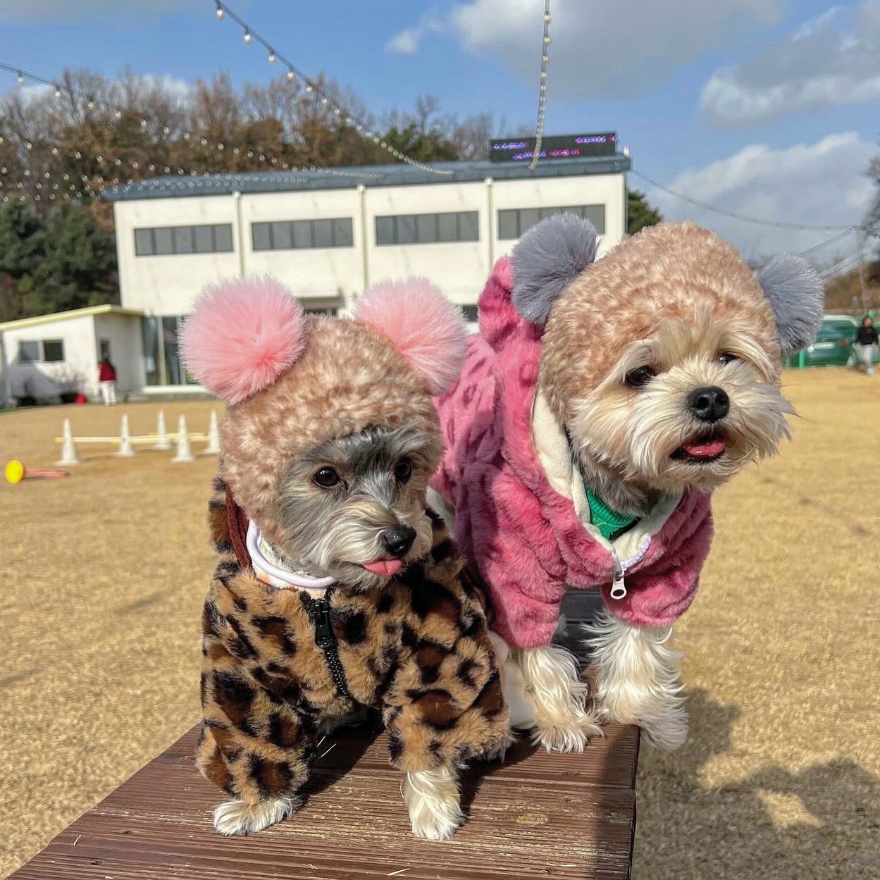 엄마가 없는 게 젤 행보케🫠