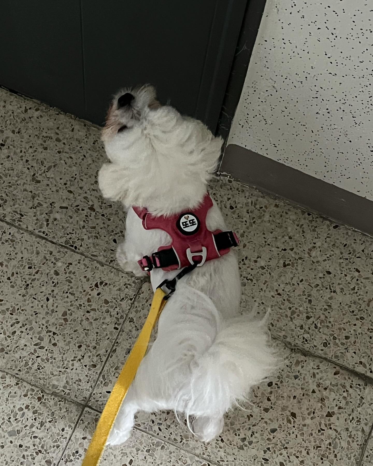 또또는 행복한 멈무야🐶