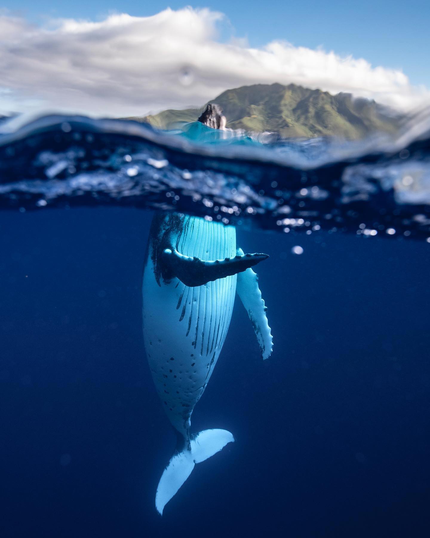 Dance time 🐋
📸 cainedelacy :
“a little time spent with this beautiful juvenile who wasn’t shy about its personal space. Lots of swimming backwards to give it space to pass as it swooped by to get a closer look. 

It seemed to enjoy spy-hopping in front of us over and over again. And often gave the captain a show by swimming over to the boat to make sure he didn’t miss out too.”