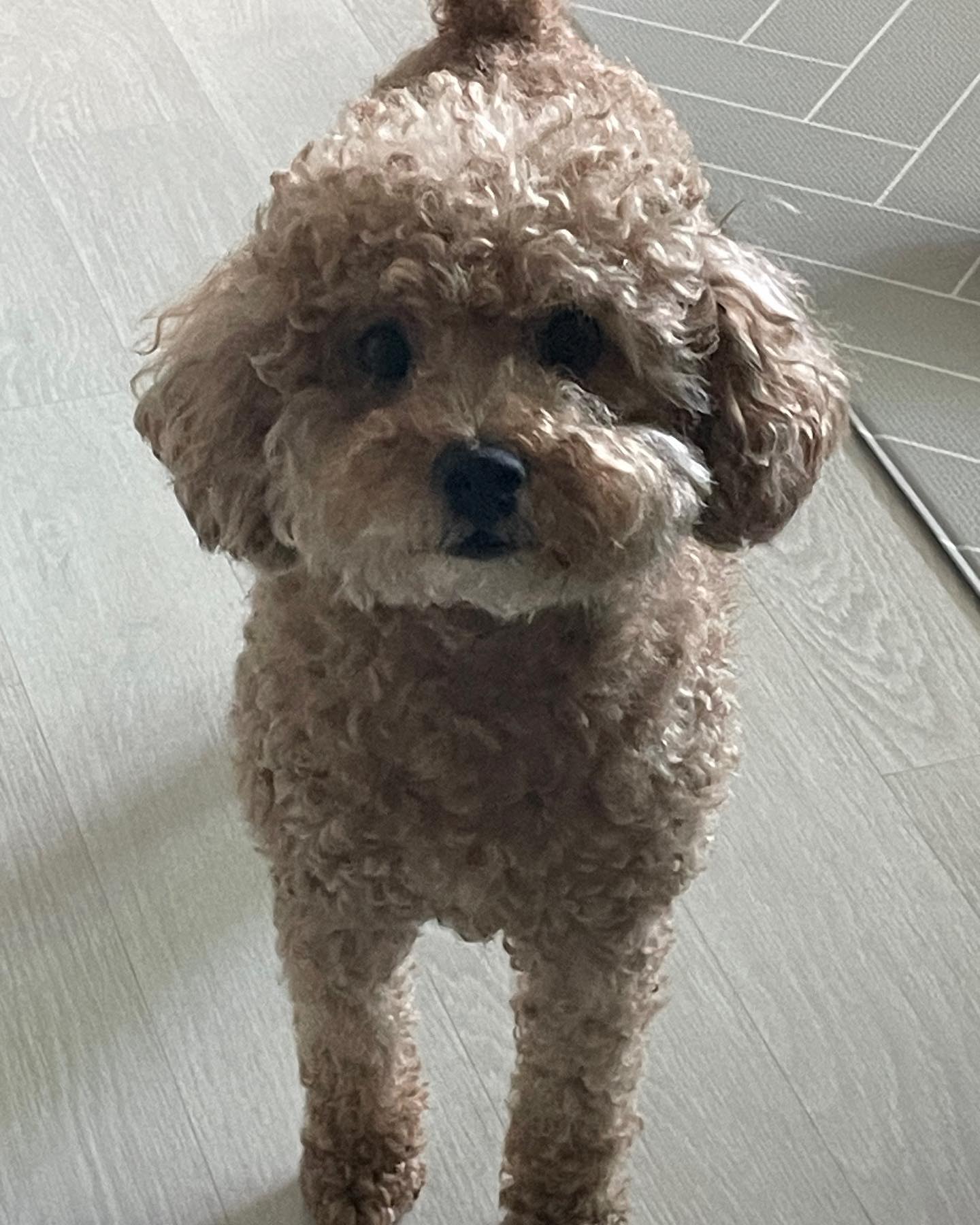 뚠뚠했던 빵이시절
#뚠빵이