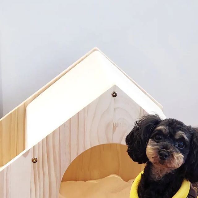 바로와 아치 🐾 on Instagram: "#협찬 💁🏻‍♀️ PETCA 원목 하우스 & 2구 식기 올인원 바로아치가 소개할 제품은 원목하우스인데요! 바로는 5.8kg / 아치는 4.2kg 체고가 높은 토이푸들이라는 점