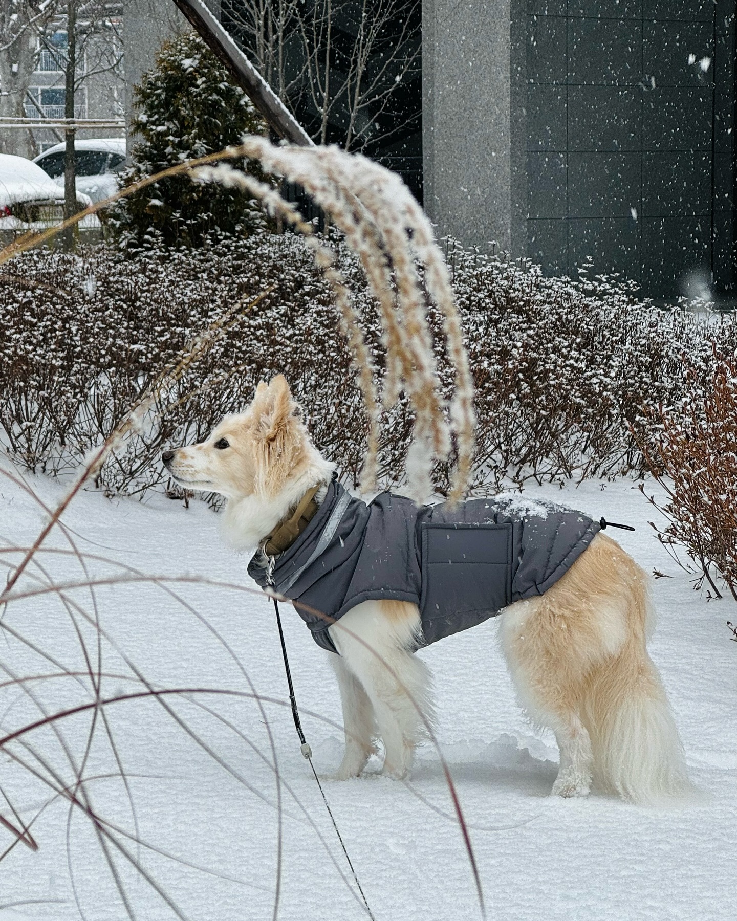 겨울 스킨 마요