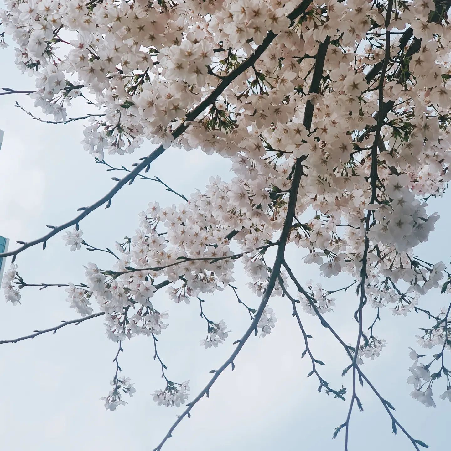 오셨군요, 올해도.

늘 변함없이 내게 와주어 기쁨이 되어주는 그대.

정말 고마워요.

2023 봄날의 벚꽃, 
그리고 당신.

#새벽감성 #감성글 #글쟁이 #글쓰는감성쟁이 #일상 #소통 #글귀  #wishyourhappiness #일상기록 #일상의행복 #당신을응원해 #감성충전 #위로 #인간관계 #토닥토닥 #아름다운 #네생각 #사진 #photography #벚꽃 #봄 #chrryblossom #일상 #daliy #카메라 #사고싶다 #DSLR #갖고싶다 #수고했어오늘도