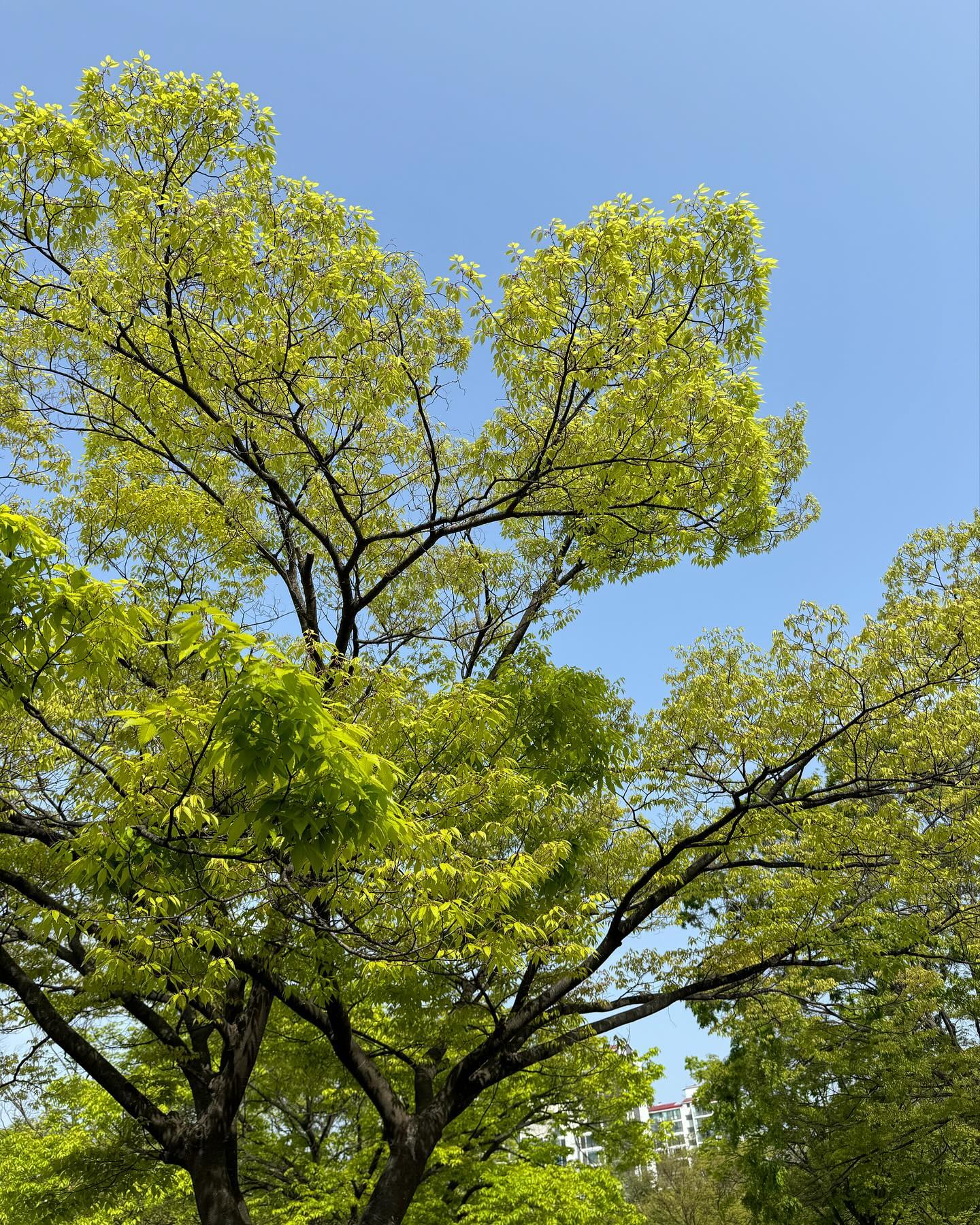 🌞 오늘의 ddong 해프닝!
아침 날씨가 너무 좋아서, 오랜만에 아드님과 
알콩달콩 걸어서 유치원 등원하기로 했어요. 🌈🚶‍♂️
막 푸르른 나무들을 보며 하늘도 너~무 깨끗하다며 
이런게 행복이구나 그러면서 여유롭게 걸어가는데?
!!!!!유치원 도착2분남기구,갑자기 똥마렵다는 아드님! 😳
(유치원가서 싸라구할까? 
그럼 또 오전 등원시간이라 선생님 다들 바쁠텐데 
뒤처리가 또 걱정이구... 에잇!!)
결국, 최대한 빠른걸음으로 다시 집으로 달려달려💨
그런데 말이죠 숨이 턱까지 차올라 집에 막 도착해가는데!
 “이제 안 마렵다”고! 아무리 생각해도 안마렵데요🫨🫨🫨
......그래서 다시 또 유치원으로 돌아갔어요. 
그리고 가장 중요하건요! 이 모든 길이 언덕길이었다는 사실! 
🏞️아침 운동은 제대로 했네요! 😂
걸어서 5분거리를 20분만에 갔다왔답니다🤗

#오늘의해프닝 #아침운동 #유치원등원 #아이와함께