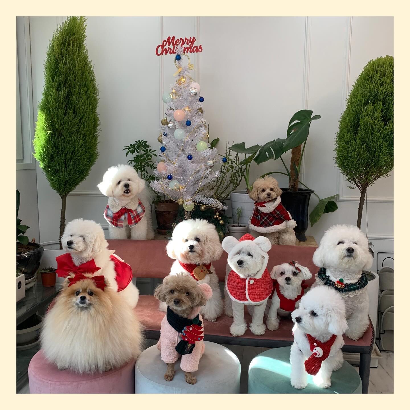 #🐶#🐶#🐶

12월도 평화로운 iiii강쥐 🫶
크리스마스분위가 잔뜩 꾸미고 모여도 
우린 그냥 멀뚱멀뚱🙄

간식 나눔에는 줄서서 기다리는 천사 강쥐들👼🏻
별이는 심지어 줄선 애들 빠지면 슬쩍 합류 ㅎ
이모 저두 있어요..😅🥹

히히ㅣㅣㅣ 다들 너무 귀엽다 진짜루ㅎㅎㅎㅎㅎ

#소시미강쥐모임#강아지모임