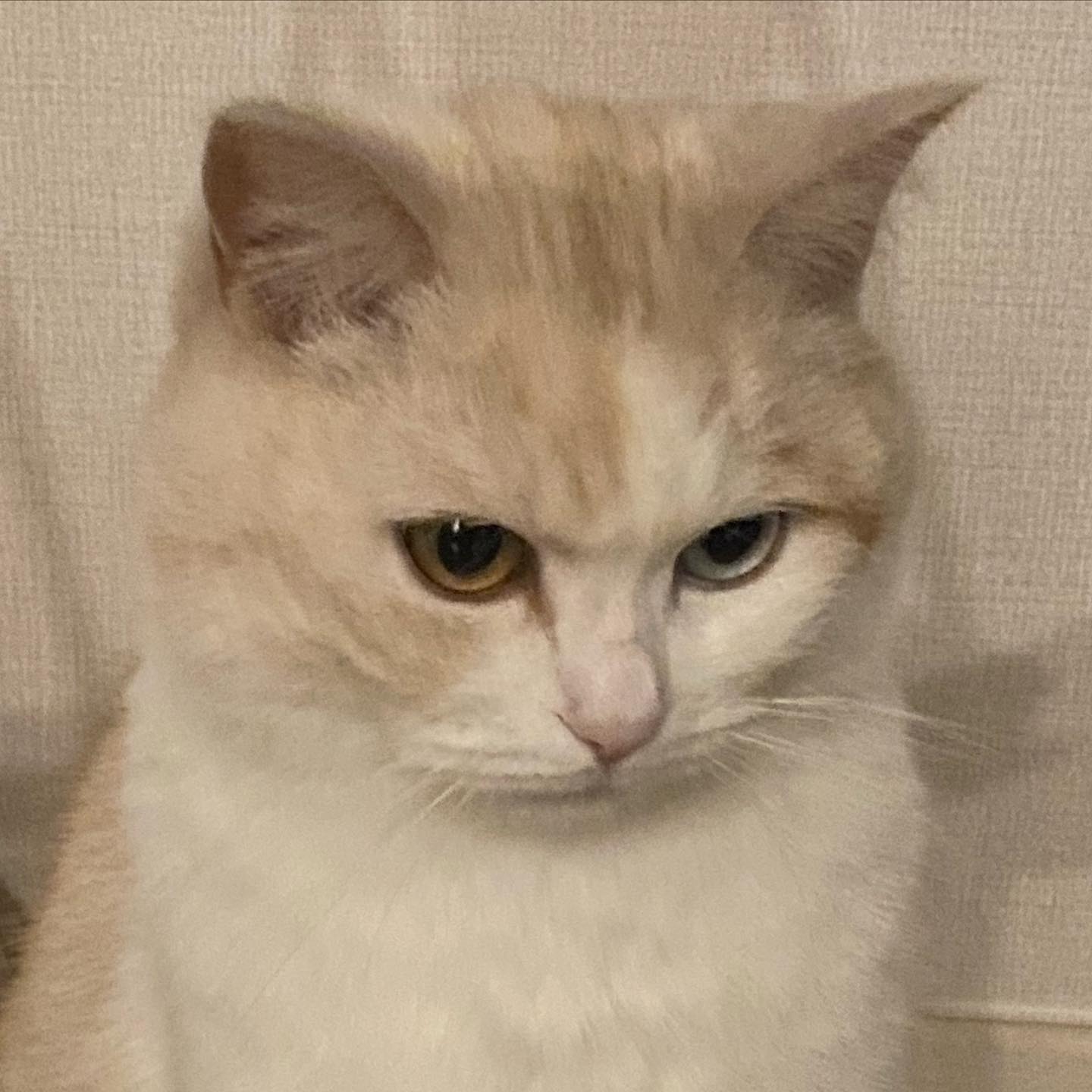 아침 일찍부터 간식에 장난질한 어미에게 열받은 김미랑
불러도 대꾸 안함☹️
하긴 나같아도 눈 뜨자마자 약 먹이면 싫겠다 푸하하
어쩔 수 없다 엄마는 오늘 나가야했거든