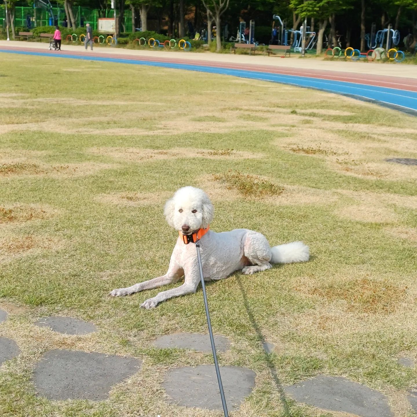 싹 미용