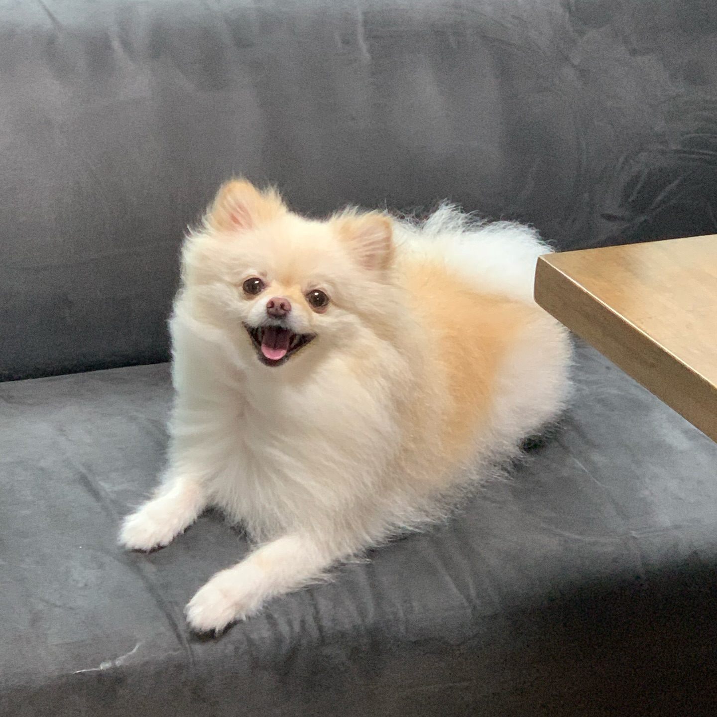 아따! 날씨 너무 덥다 칭구들아☀️
산책할 때 모두 조심히 산책하쟈 발바닥두 조심🐾