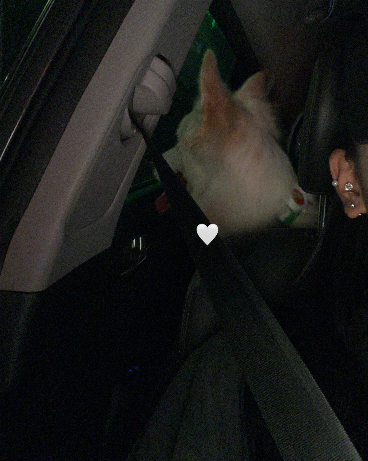 내일은 코봉이랑 출근이라유 🐶🐾

#보더콜리 #puppydog