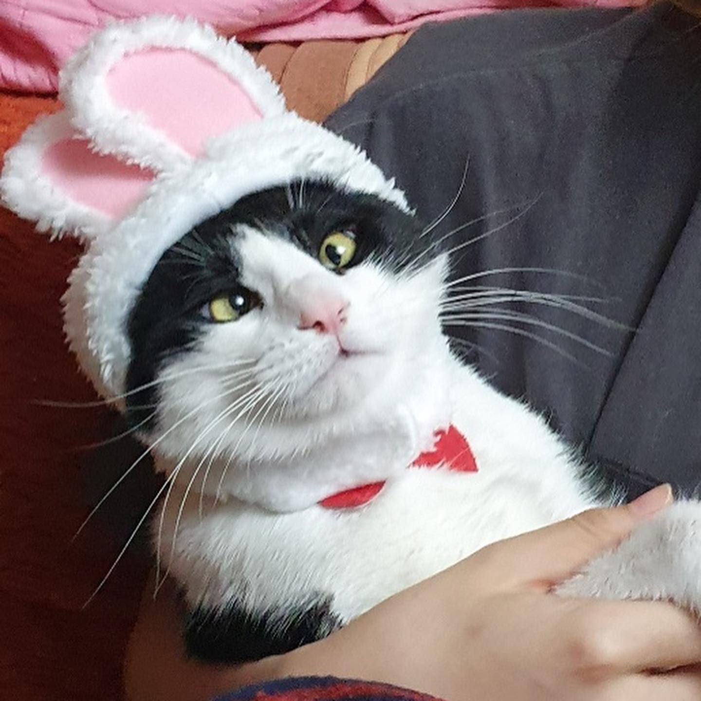 래오토끼랑 신년 화이팅😽