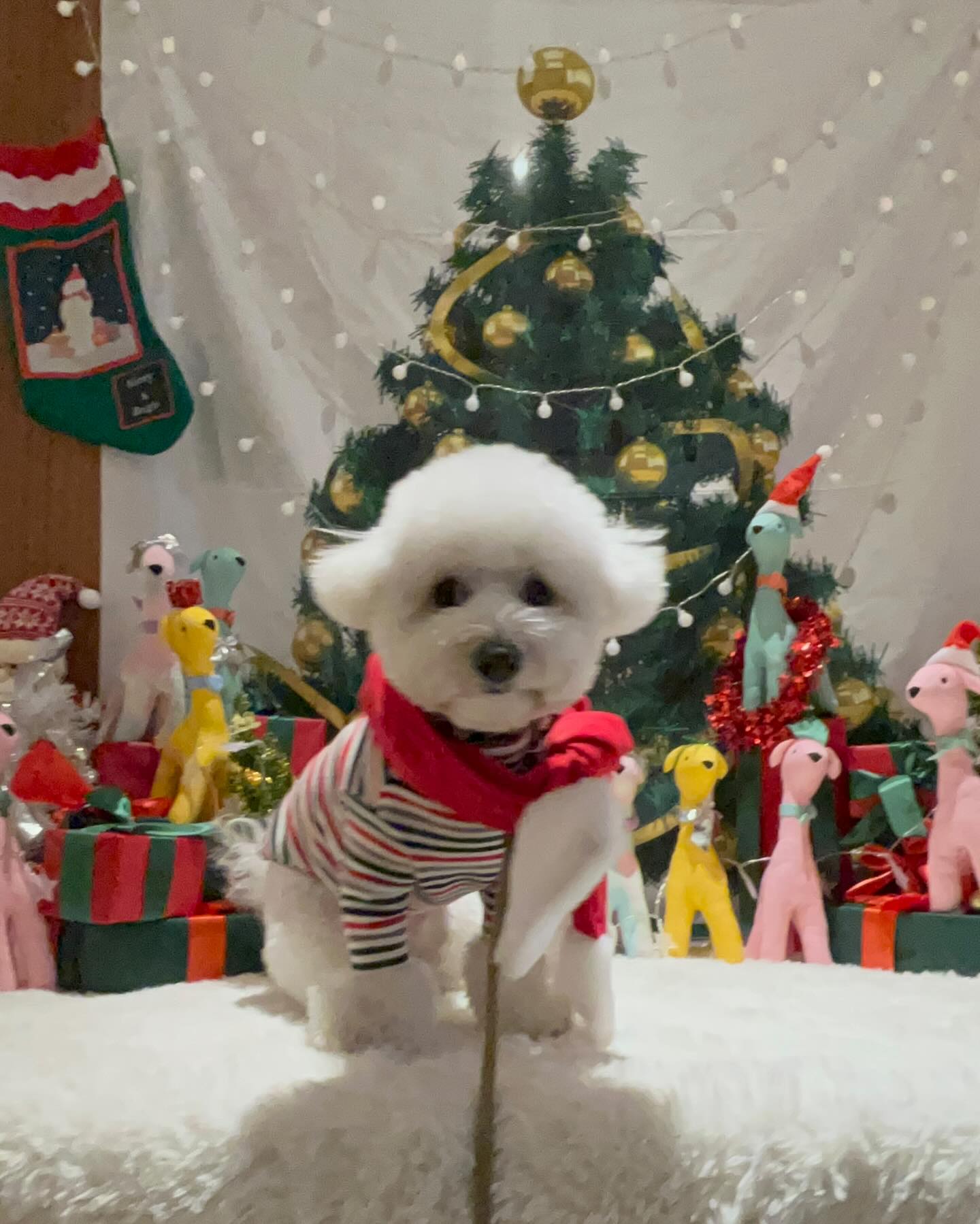 🎄 𝑚𝑒𝑟𝑟𝑦 𝑐ℎ𝑟𝑖𝑠𝑡𝑚𝑎𝑠 🎄