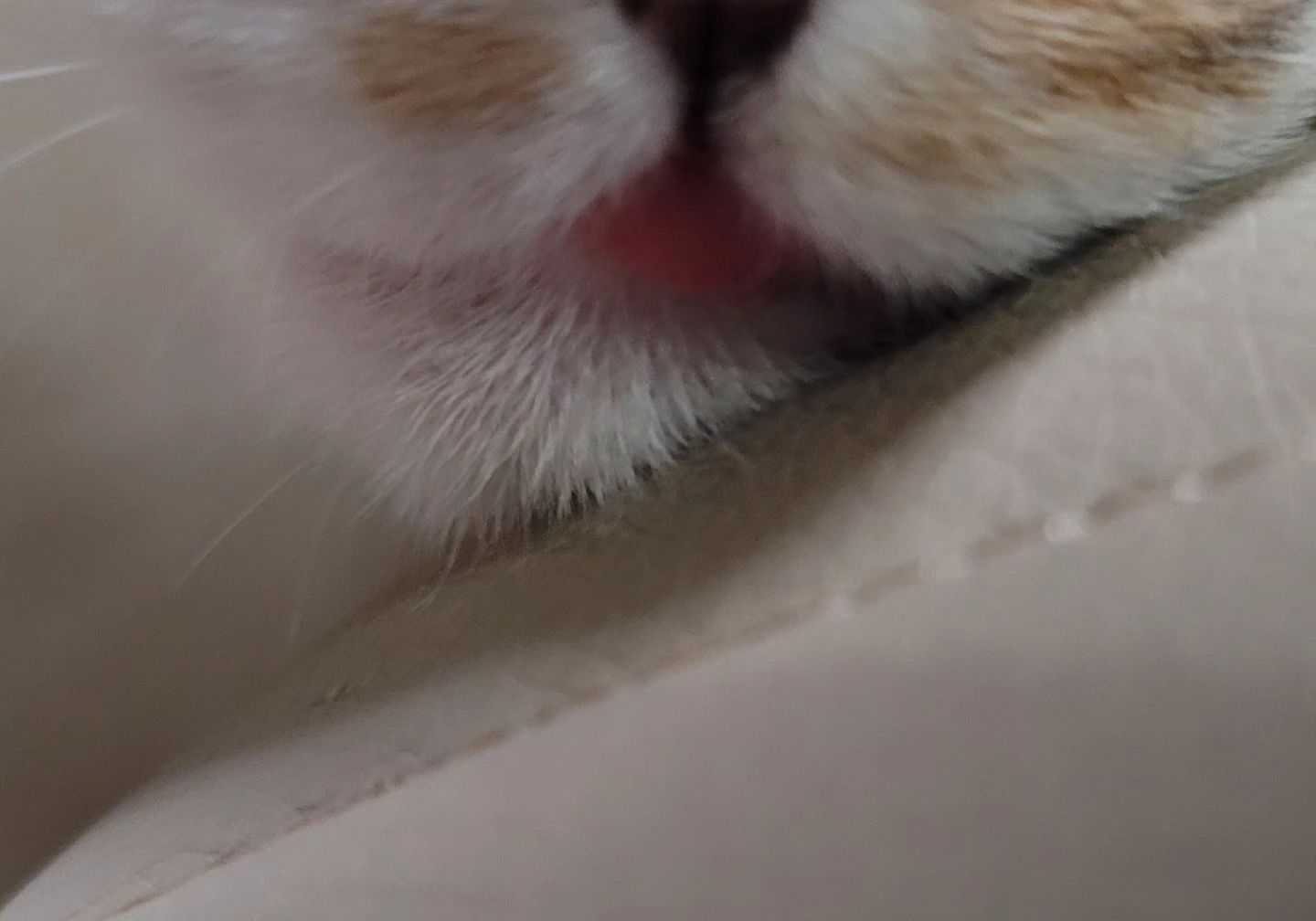 👅 
메롱

#고양이그램 
#귀여워 #미쳐버림 #메롱👅