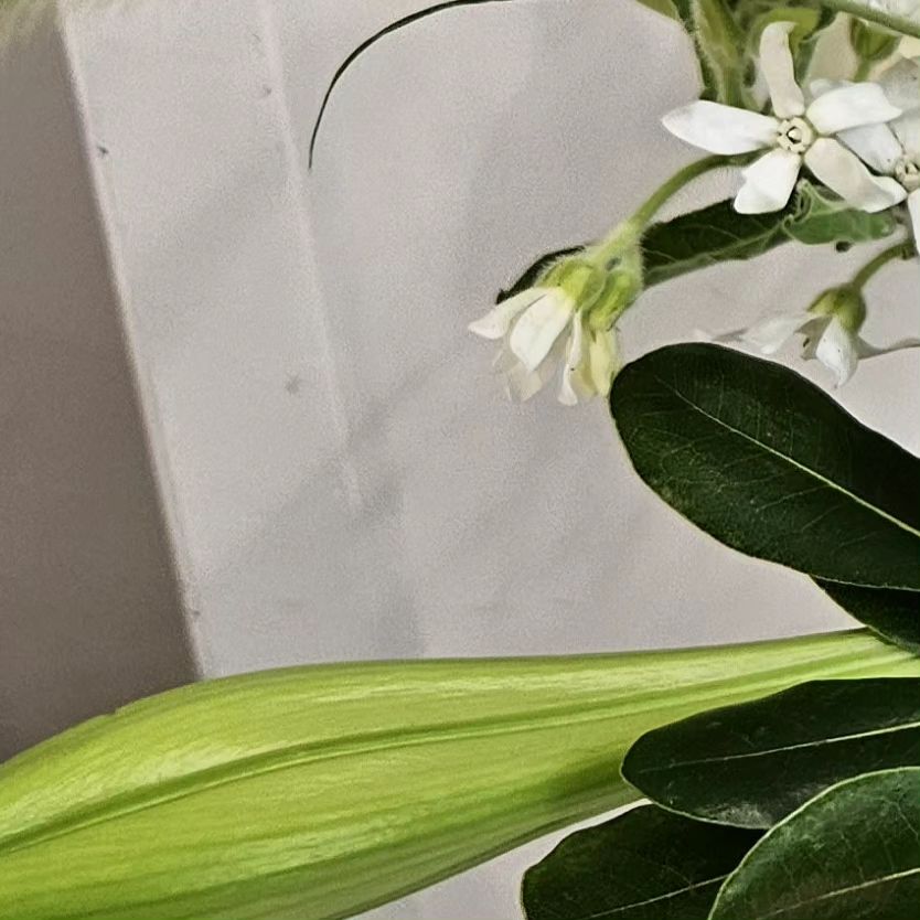 길쭉이
.
.
.
 #백합꽃 #백합꽃봉오리