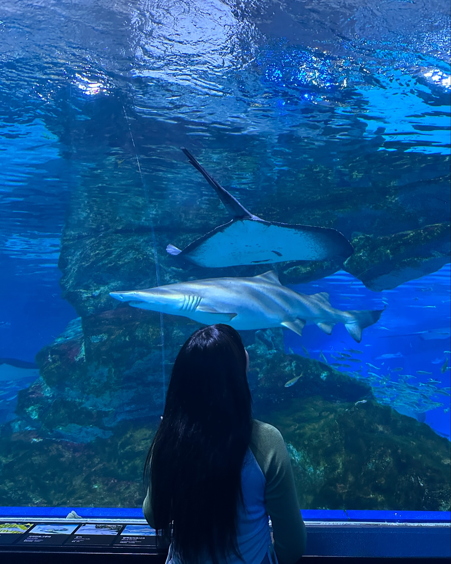 🐠 //